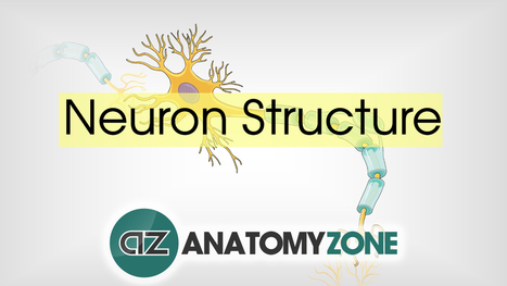 Neuron Structure • Nervous System • AnatomyZone | Neuroanatomy and Central Nervous System | Scoop.it