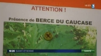 Loire : Menace sous forme de Berce du caucase  (+vidéo) | Toxique, soyons vigilant ! | Scoop.it