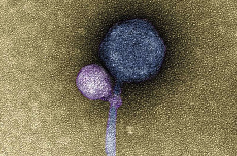 First-Ever Observation of a Virus Attaching to Another Virus | Daily Magazine | Scoop.it