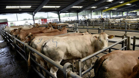 Les marchés aux bestiaux ont limité la casse en 2022 | Actualité Bétail | Scoop.it