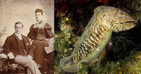 Did You Know: Sepia Toning is Named After the Common Cuttlefish | pixels and pictures | Scoop.it