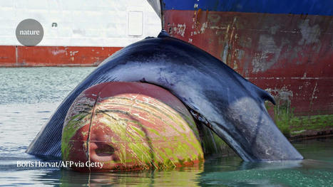 Four steps to curb &lsquo;ocean roadkill&rsquo; | Soggy Science | Scoop.it