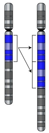 Evoluutio | Wikiwand | 1Uutiset - Lukemisen tähden | Scoop.it