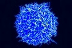 Stem Cells Used To Bolster Body’s Cancer Fighting Cells | Longevity science | Scoop.it
