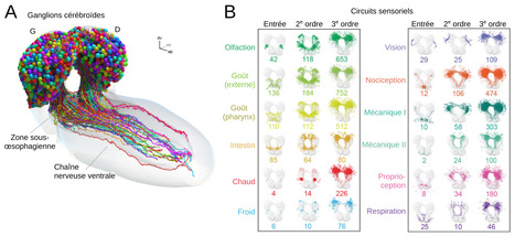 L’ensemble des connexions nerveuses d’un cerveau de larve de drosophile a été cartographié | EntomoNews | Scoop.it