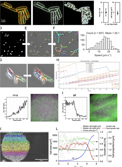 BactoMate: an integrated platform for reproducible bacterial microscopy analysis | brvt | RMH | Scoop.it
