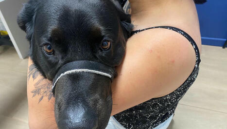 A Strasbourg, les chats et les chiens donnent aussi leur sang - ici | Strasbourg Eurométropole Actu | Scoop.it