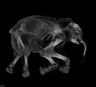 Baby Mammoth innards revealed in X-Ray images | Science News | Scoop.it