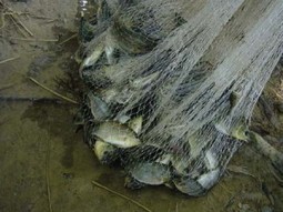 Du biodiesel &agrave; partir de visc&egrave;res de poissons | ITERG - Veille sectorielle | Scoop.it