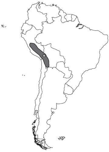 L'ECHO DEMETER : A la rencontre de la ka&ntilde;iwa,ch&eacute;nopode pr&eacute;colombien de l&rsquo;altiplano andin | L'ECHO DEMETER | Scoop.it