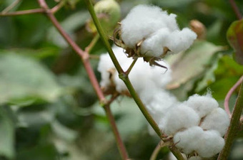 (EN) – Cotton Terminology | Farming & Agriculture – 📚 Glossarissimo!