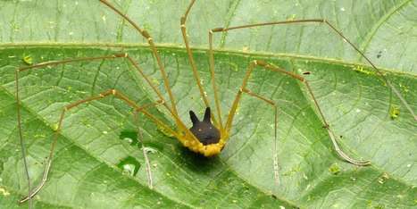 Cet étrange arachnide équatorien... à la tête de lapin-jouet | Variétés entomologiques | Scoop.it