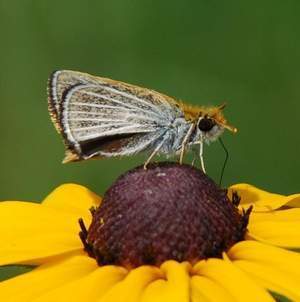 Protéger les prairies marécageuses des zones humides du Michigan pourrait sauver un papillon de l'extinction | EntomoNews | Scoop.it