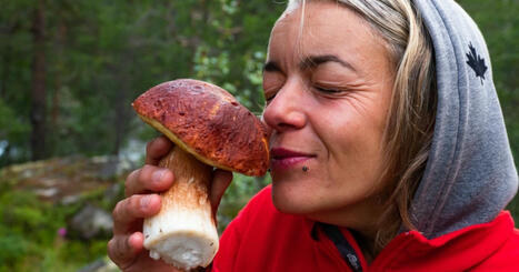 Voici où se trouvent les 5 meilleures forêts à champignons en France | Biodiversité - @ZEHUB on Twitter | Scoop.it