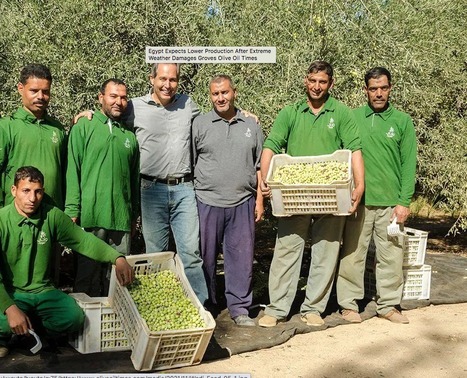 EGYPT Expects Lower Production After Extreme Weather Damages Groves | CIHEAM Press Review | Scoop.it