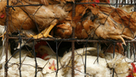 We're Ethically Bound to Eat Braindead, Legless Chickens | Science News | Scoop.it