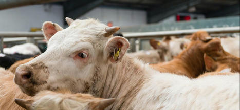 Pays-Bas : l’intelligence artificielle entre dans les abattoirs | La Gazette des abattoirs | Scoop.it