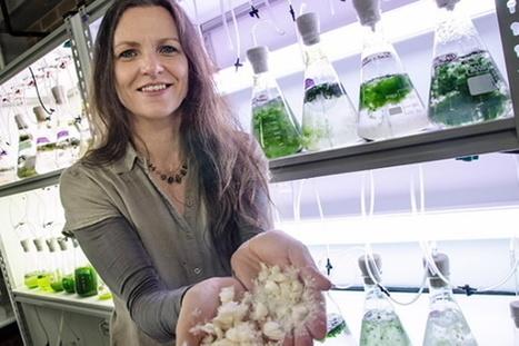 Les algues, ingrédients-clés pour la bio-impression 3D | Veille sur les technologies d'impression 3D | Scoop.it