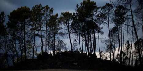 La disparition des surfaces bois&eacute;es mondiales a bondi de 51&nbsp;% en&nbsp;2016 | Biodiversit&eacute; | Scoop.it