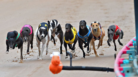 State urges justices to allow dog racing measure | Greyhound Racing | Scoop.it