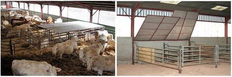 Objectif un veau par vache et par an | Actualités de l'élevage | Scoop.it