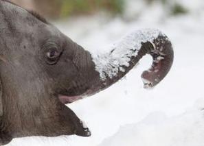 Russie. Deux éléphants de cirque survivent au froid extrême en buvant de la vodka | Mais n'importe quoi ! | Scoop.it