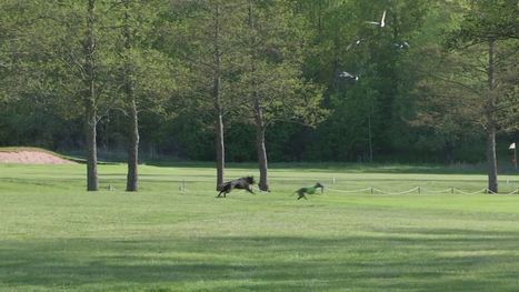 Koirat häätävät valkoposkihanhet pois tehokkaasti – turkulaisella golfkentällä hanhet vähenivät sadoista muutamiin | Yle Uutiset | yle.fi | 1Uutiset - Lukemisen tähden | Scoop.it