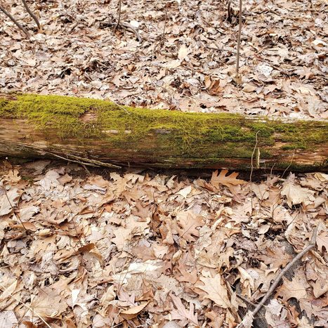 Being in Nature | Education & Teaching | Scoop.it