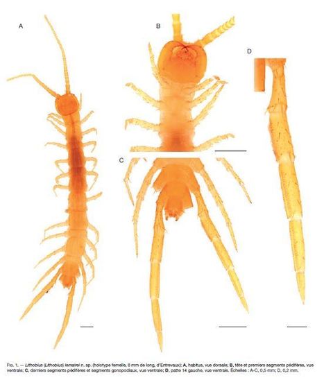 Une nouvelle espèce de myriapode trouvée dans un milieu souterrain des Alpes-de-Haute-Provence : Lithobius (Lithobius) lemairei n. sp. | EntomoNews | Scoop.it