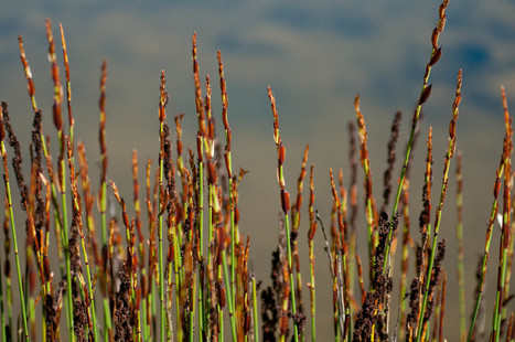 Bienvenue à la SNPN - Société Nationale de Protection de la Nature - Inventaire des mares en Ile-de-France | ECOLOGIE - ENVIRONNEMENT | Scoop.it