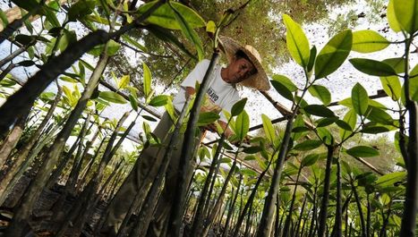 Aux Philippines, une nouvelle loi obligera les étudiants à planter des arbres pour obtenir leur diplôme | GREENEYES | Scoop.it
