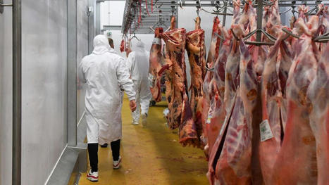 Abattoir de Grandparigny : l'ancien gérant Manuel Pringault veut relancer l'abattage des ovins | La Gazette des abattoirs | Scoop.it