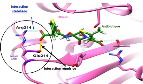 Antibiorésistance : Vers une meilleure compréhension du site actif de OXA-48, la carbapénèmase la plus répandue en France | Life Sciences Université Paris-Saclay | Scoop.it