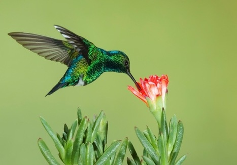 Why Google’s New Hummingbird Algorithm is Good News for Serious Content Creators | Writing_me | Scoop.it