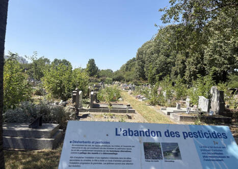 Le cimeti&egrave;re de Gennevilliers, un refuge de biodiversit&eacute; en ville (92) | Regards crois&eacute;s sur la transition &eacute;cologique | Scoop.it