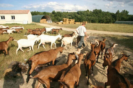 FCO en caprin : renforcer l’immunité, limiter l’exposition et envisager la vaccination avec son véto | SCIENCES DE L' ANIMAL | Scoop.it