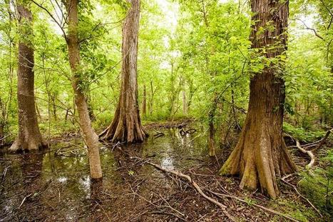 The Woodlands Conservancy Preserves An Endangered Ecosystem | Coastal Restoration | Scoop.it