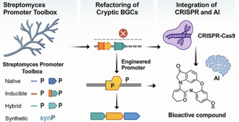 Synthetic Biology Strategies for Activating Cryptic BGCs in Streptomyces: Engineering Native and Synthetic Promoters for Antibiotic Discovery | acs | RMH | Scoop.it