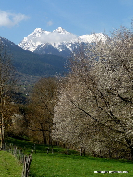 Merisiers en Aure - Montagne Pyrénées | Vallées d'Aure & Louron - Pyrénées | Scoop.it