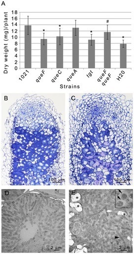 Queuosine Biosynthesis Is Required for Sinorhizobium meliloti-Induced Cytoskeletal Modifications on HeLa Cells and Symbiosis with Medicago truncatula | Plant-Microbe Symbiosis | Scoop.it