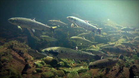NORWAY: The salmon crisis  | LE GRAND NORD | Scoop.it