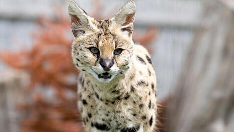 L'inqui&eacute;tante mode des animaux sauvages sur les r&eacute;seaux sociaux - ICI | Biodiversit&eacute; - @ZEHUB on Twitter | Scoop.it