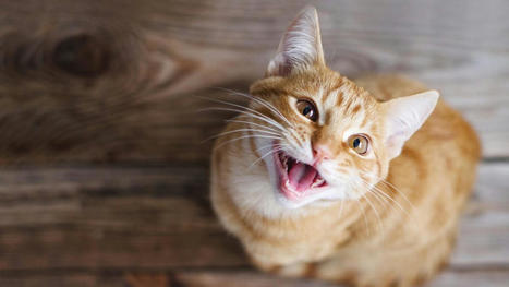 Los gatos saben exactamente cuándo le estás hablando a ellos, según un estudio | Bichos en Clase | Scoop.it