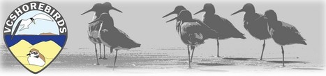 Ventura County Shorebirds | Sandy Beach Ecology & Management | Scoop.it