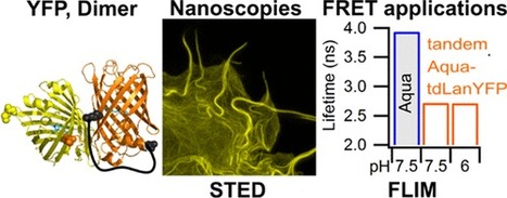 Une nouvelle protéine fluorescente jaune pour l’imagerie de fluorescence : brillante, photostable et insensible au pH | Life Sciences Université Paris-Saclay | Scoop.it