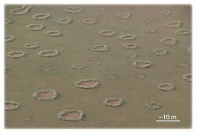 Fairy Circle Mystery Solved By Computational Modelling | Science News | Scoop.it