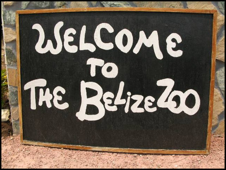 Belize Zoo Night Tour | Cayo Scoop!  The Ecology of Cayo Culture | Scoop.it