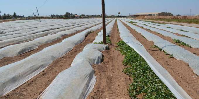 Chlorpyrifos : les dangers ignorés d’un pesticide toxique