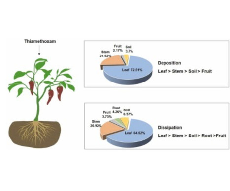 Ecotoxicol Environ Saf: Thiamethoxam dynamics in pepper plants: Deciphering deposition and dissipation pattern across diverse planting modes and regions (2023) | Publications from The Sainsbury Laboratory | Scoop.it