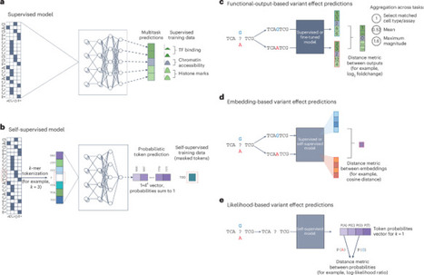 Leveraging genomic deep learning models for the prediction of noncoding variant effects | Ngen | RMH | Scoop.it